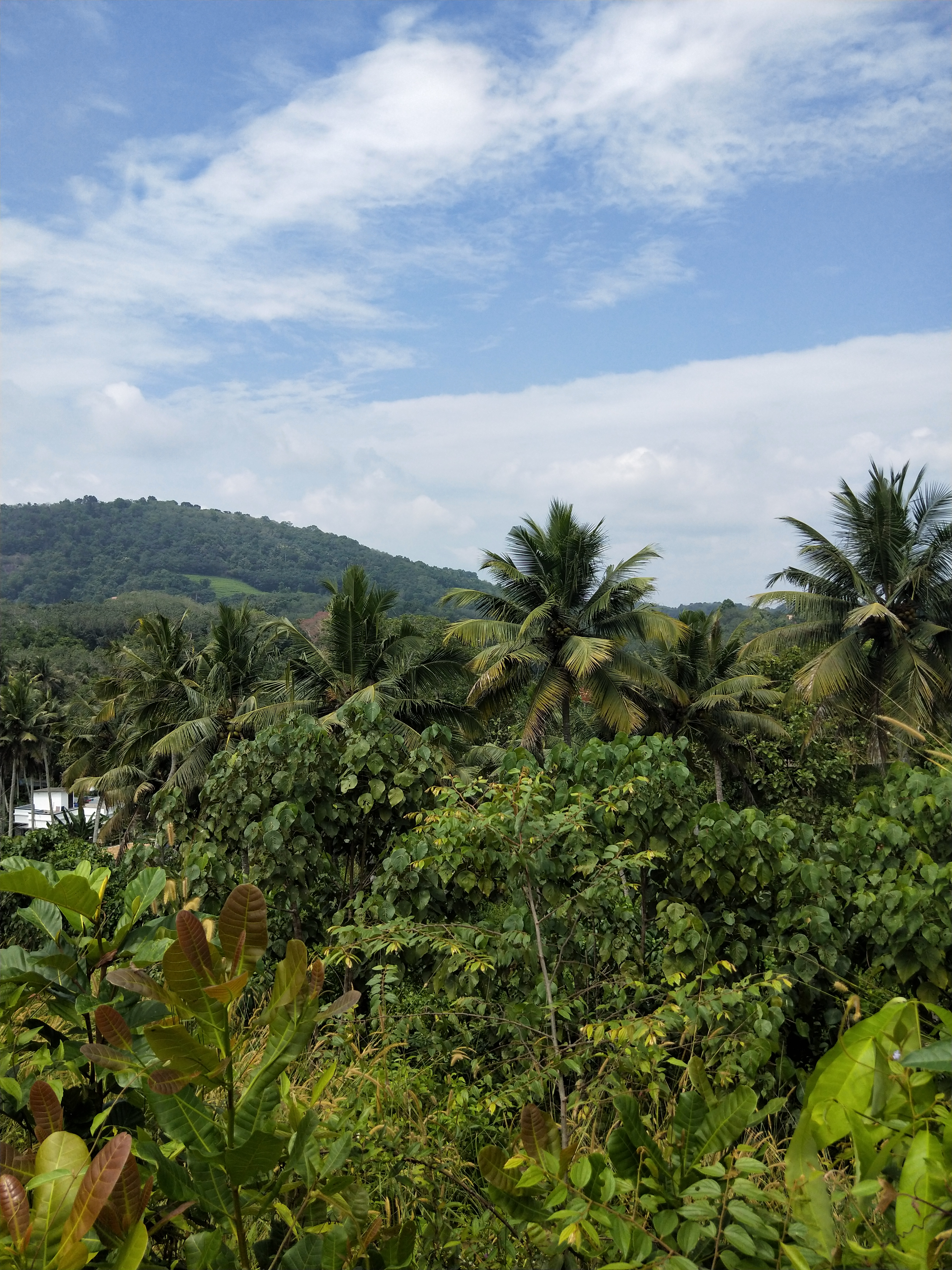 15 Days Detoxification and Stress Relief Retreat At INDIMASI -Ayurvedic Healing Village